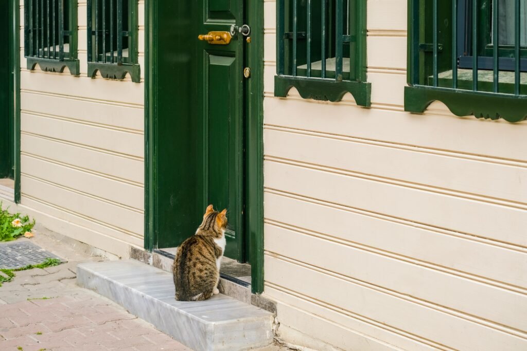 A cat sits by a traditional green door in Istanbul, Türkiye.