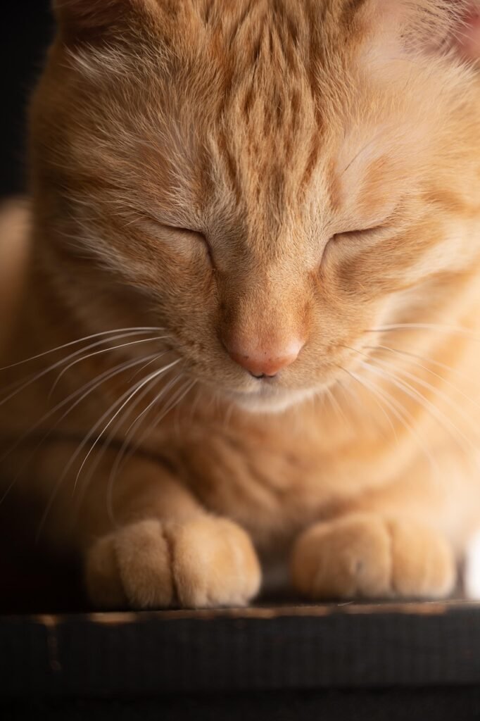 cat, nature, sleepy, pet, animal, feline