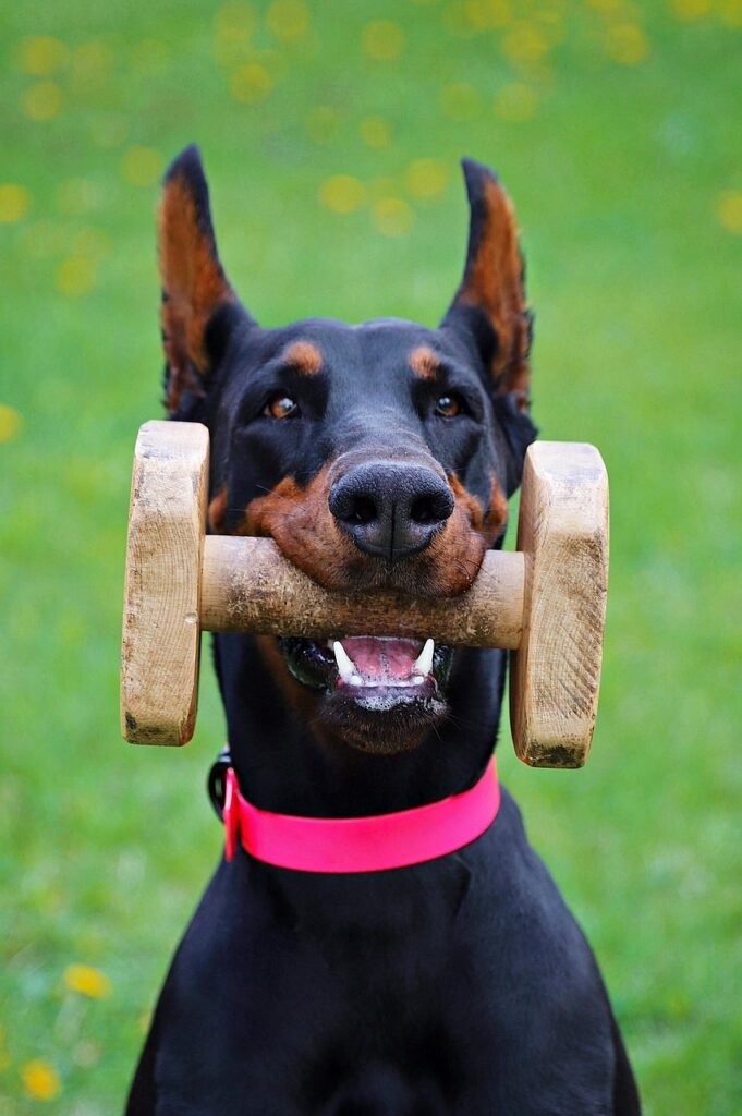 doberman, contribution, keep, smart, working dog, doberman, doberman, doberman, doberman, doberman, working dog