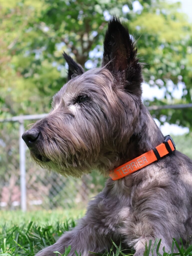 A Cairn Terrier with an orange collar enjoying a sunny spring day outdoors in Burnsville, Minnesota.